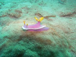 Unterwasserfotos Tauchbilder Tauchen Siquior Island / Philippinen
