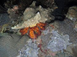 Unterwasserfotos Tauchbilder Tauchen Camiguin / Mindanao  Philippinen