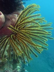 Unterwasserfotos Tauchbilder Tauchen Camiguin / Mindanao  Philippinen