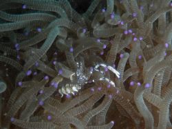 Unterwasserfotos Tauchbilder Tauchen Camiguin / Mindanao  Philippinen