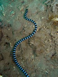 Unterwasserfotos Tauchbilder Tauchen Camiguin / Mindanao  Philippinen