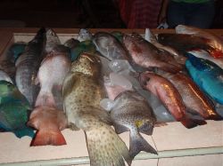 Mactan (Cebu), Negros, Pangalo (Bohol), Camiguin, Mindanao