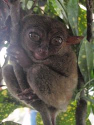 Mactan (Cebu), Negros, Pangalo (Bohol), Camiguin, Mindanao