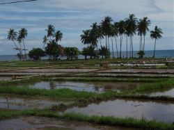 Mactan (Cebu), Negros, Pangalo (Bohol), Camiguin, Mindanao