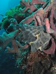 Unterwasserfotos Tauchbilder Tauchen Mactan Island / Cebu / Philippinen