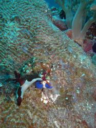 Unterwasserfotos Tauchbilder Tauchen Mactan Island / Cebu / Philippinen