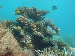 Unterwasserfotos Tauchbilder Tauchen Mactan Island / Cebu / Philippinen