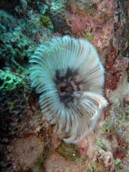 Unterwasserfotos Tauchbilder Tauchen Balicasag Island / Philippinen