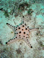 Unterwasserfotos Tauchbilder Tauchen Balicasag Island / Philippinen