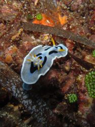 Unterwasserfotos Tauchbilder Tauchen Balicasag Island / Philippinen