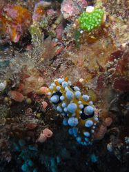 Unterwasserfotos Tauchbilder Tauchen Balicasag Island / Philippinen