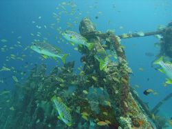 Unterwasserfotos Tauchbilder Tauchen Balicasag Island / Philippinen