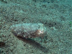Unterwasserfotos Tauchbilder Tauchen Negros / El Dorado Beach Resort / Philippinen