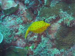 Tauchen Panglao Island Bohol/ Philippinen Unterwasserfotos Tauchbilder 