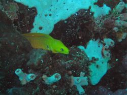 Tauchen Panglao Island Bohol/ Philippinen Unterwasserfotos Tauchbilder 