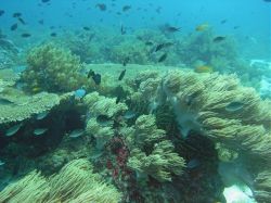 Tauchen Panglao Island Bohol/ Philippinen Unterwasserfotos Tauchbilder 