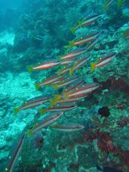 Tauchen Panglao Island Bohol/ Philippinen Unterwasserfotos Tauchbilder 