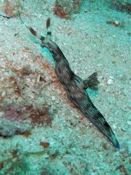 Tauchen Panglao Island Bohol/ Philippinen Unterwasserfotos Tauchbilder 