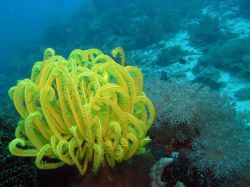 Tauchen Panglao Island Bohol/ Philippinen Unterwasserfotos Tauchbilder 