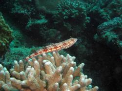 Tauchen Panglao Island Bohol/ Philippinen Unterwasserfotos Tauchbilder 