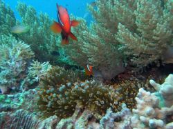 Tauchen Panglao Island Bohol/ Philippinen Unterwasserfotos Tauchbilder 