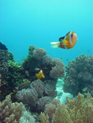 Tauchen Panglao Island Bohol/ Philippinen Unterwasserfotos Tauchbilder 
