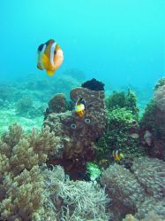 Tauchen Panglao Island Bohol/ Philippinen Unterwasserfotos Tauchbilder 