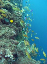 Tauchen Panglao Island Bohol/ Philippinen Unterwasserfotos Tauchbilder 