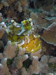 Tauchen Panglao Island Bohol/ Philippinen Unterwasserfotos Tauchbilder 
