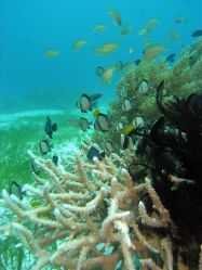 Unterwasserfotos Tauchbilder Tauchen Panglao Island / Bohol / / Philippinen