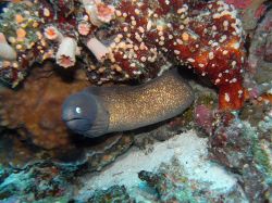 Unterwasserfotos Tauchbilder Tauchen Panglao Island / Bohol / / Philippinen