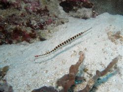 Unterwasserfotos Tauchbilder Tauchen Panglao Island / Bohol / / Philippinen