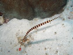 Unterwasserfotos Tauchbilder Tauchen Panglao Island / Bohol / / Philippinen