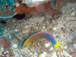 Unterwasserfotos Tauchbilder Tauchen Panglao Island / Bohol / / Philippinen