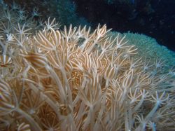 Unterwasserfotos Tauchbilder Tauchen Panglao Island / Bohol / / Philippinen