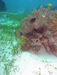 Unterwasserfotos Tauchbilder Tauchen Panglao Island / Bohol / / Philippinen