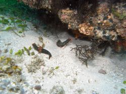 Unterwasserfotos Tauchbilder Tauchen Panglao Island / Bohol / / Philippinen