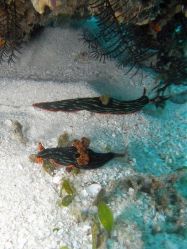 Unterwasserfotos Tauchbilder Tauchen Panglao Island / Bohol / / Philippinen