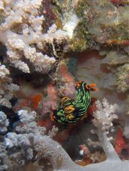 Unterwasserfotos Tauchbilder Tauchen Panglao Island / Bohol / / Philippinen