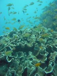 Unterwasserfotos Tauchbilder Tauchen Panglao Island / Bohol / / Philippinen