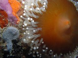 Unterwasserbilder Tauchfotos Tauchen auf  Panglao Island / Bohol / / Philippinen