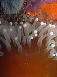 Unterwasserbilder Tauchfotos Tauchen auf  Panglao Island / Bohol / / Philippinen