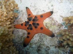 Unterwasserbilder Tauchfotos Tauchen auf  Panglao Island / Bohol / / Philippinen