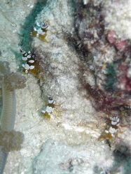 Unterwasserbilder Tauchfotos Tauchen auf  Panglao Island / Bohol / / Philippinen