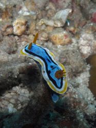 Unterwasserbilder Tauchfotos Tauchen auf  Panglao Island / Bohol / / Philippinen