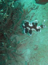 Unterwasserbilder Tauchfotos Tauchen auf  Panglao Island / Bohol / / Philippinen
