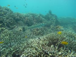 Unterwasserbilder Tauchfotos Tauchen auf  Panglao Island / Bohol / / Philippinen