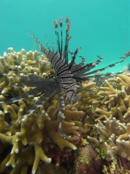 Unterwasserbilder Tauchfotos Tauchen auf  Panglao Island / Bohol / / Philippinen