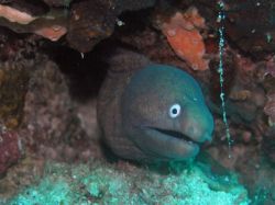 Unterwasserbilder Tauchfotos Tauchen auf  Panglao Island / Bohol / / Philippinen