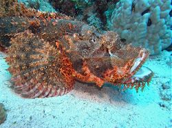 Unterwasserfotos Tauchbilder Tauchen Rotes Meer Port Ghalib (Marsa Alam) Resta Grand Resort / Matthes Reef Divers 